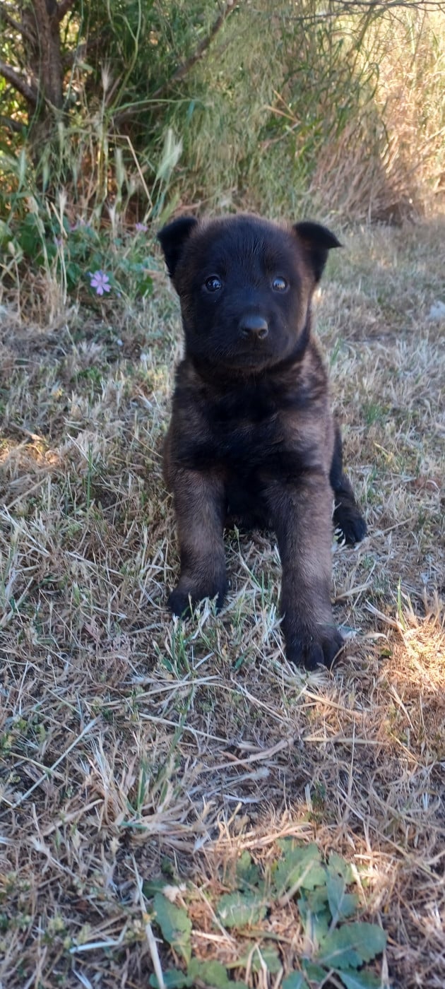 Black - Berger Belge