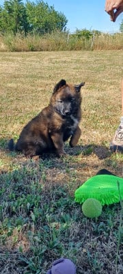 Les chiots de Berger Belge