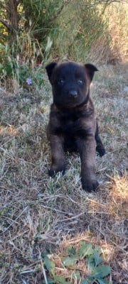 Les chiots de Berger Belge