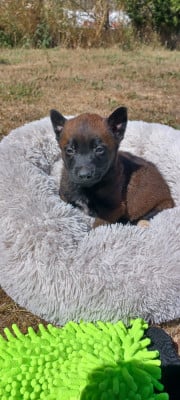 Les chiots de Berger Belge