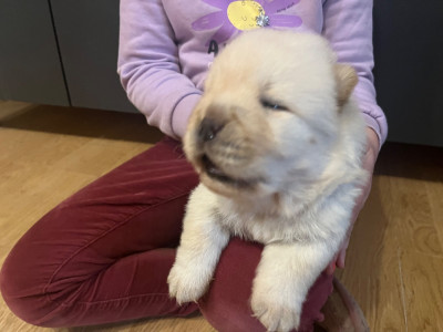 Les chiots de Chow Chow