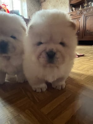 Les chiots de Chow Chow