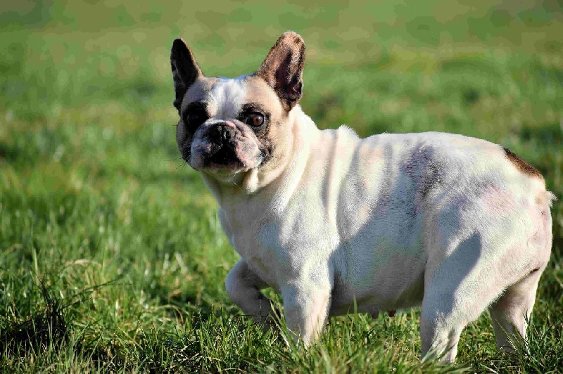 Publication : de Crocs Minilus Auteur : AC