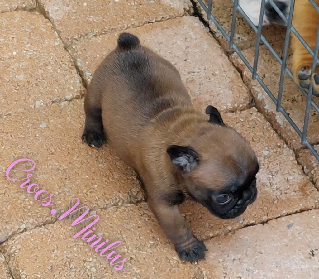 Veryminilus de Crocs Minilus