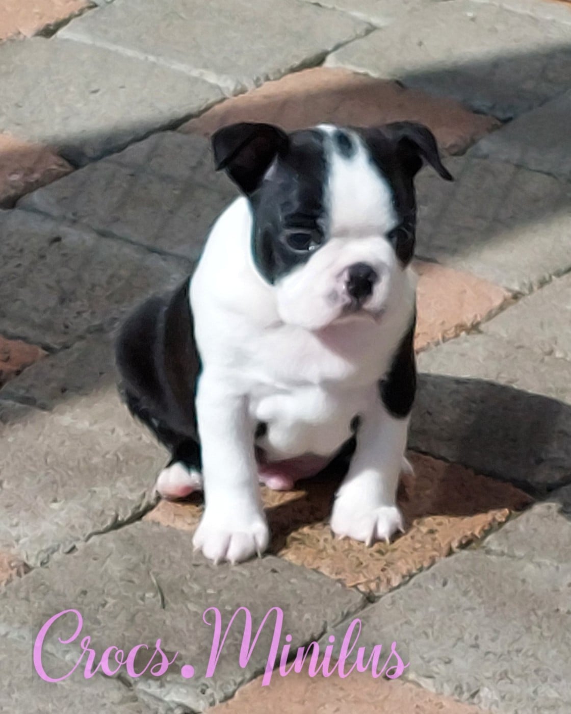 Alea jacta est de Crocs Minilus