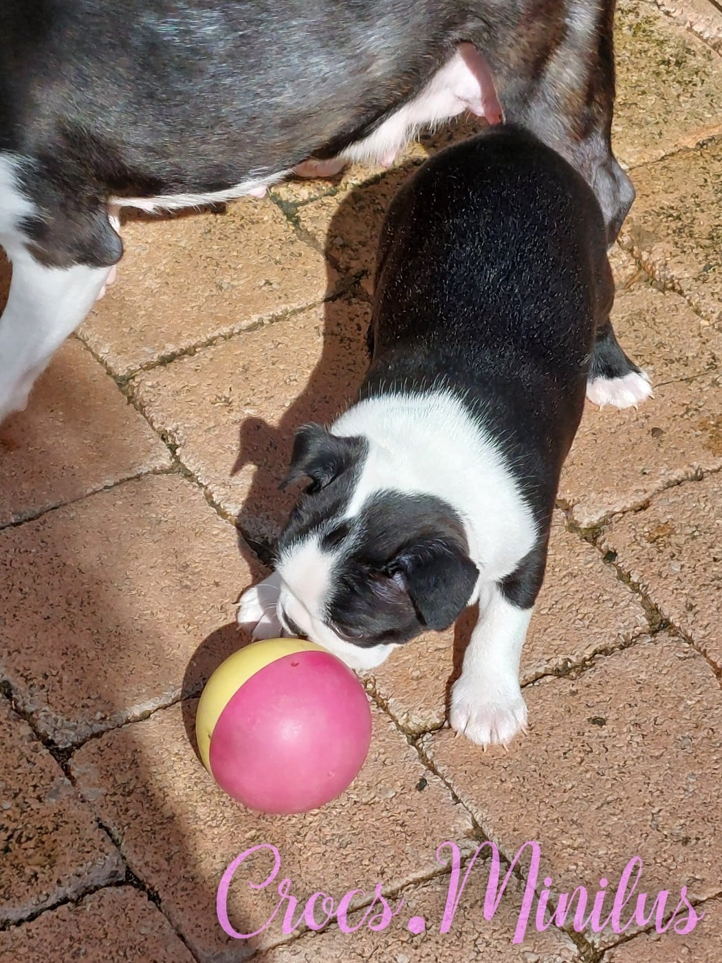 Alea jacta est de Crocs Minilus