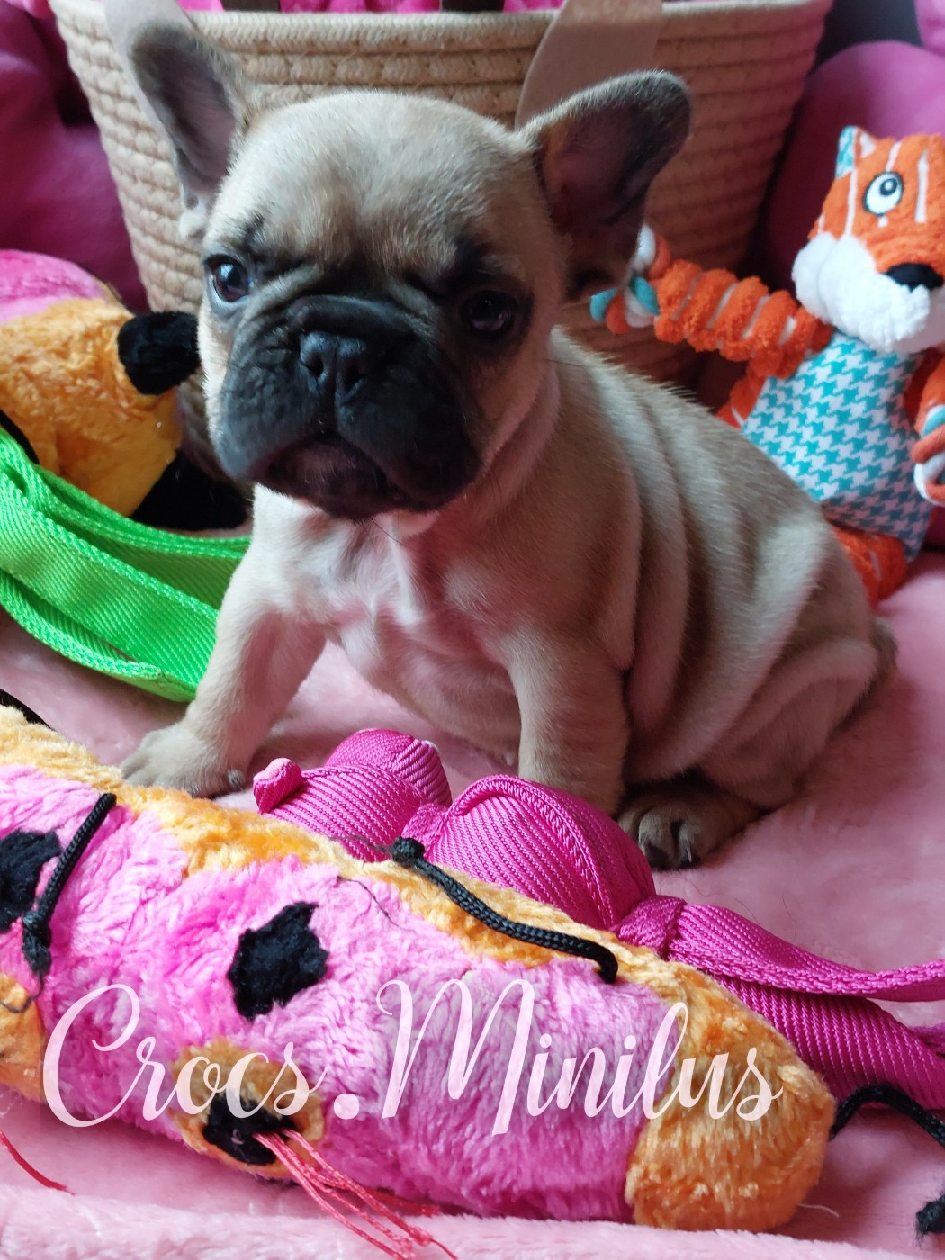 Arémorica te lilly de Crocs Minilus