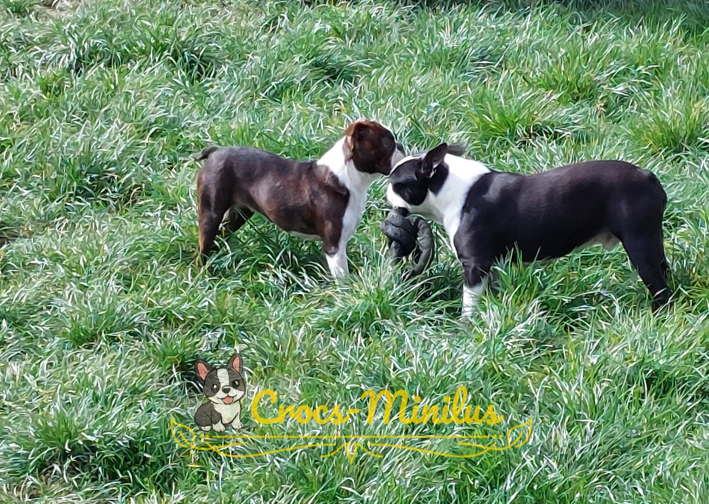 Viramus libero de Crocs Minilus