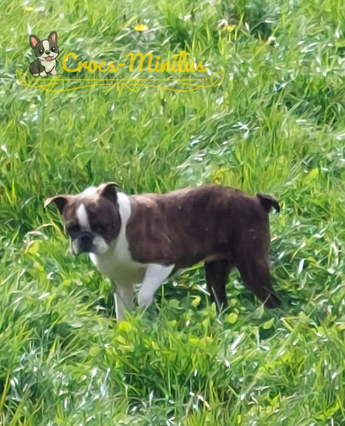 Victoriam de Crocs Minilus