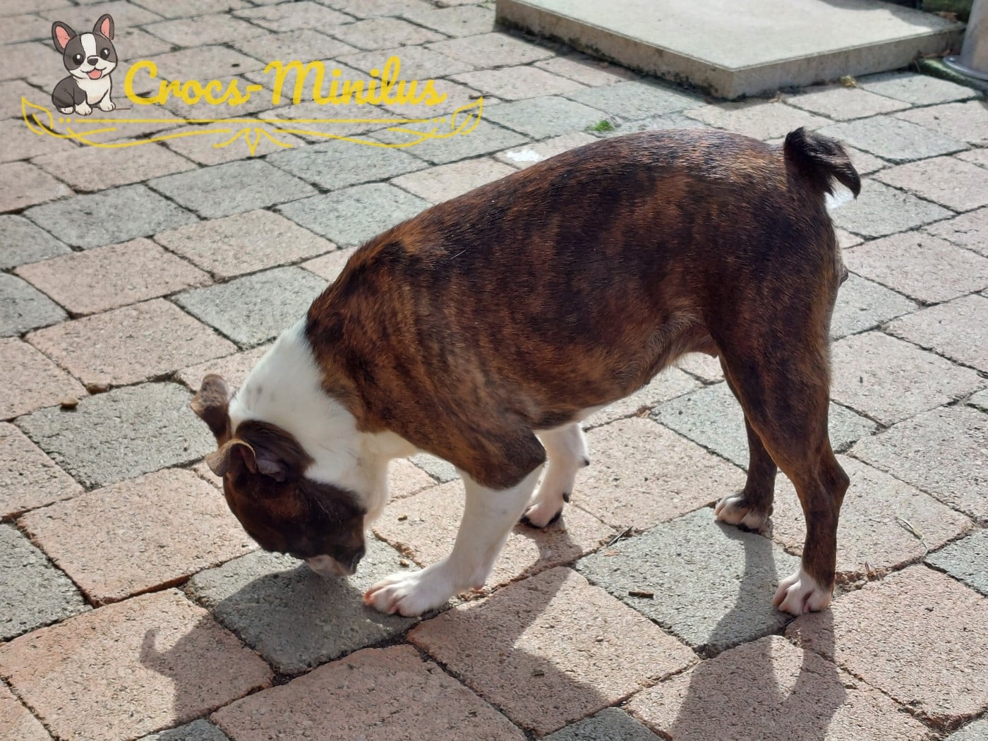 Victoriam de Crocs Minilus