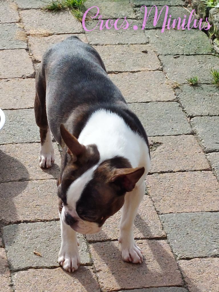 Veni vidi vici de Crocs Minilus