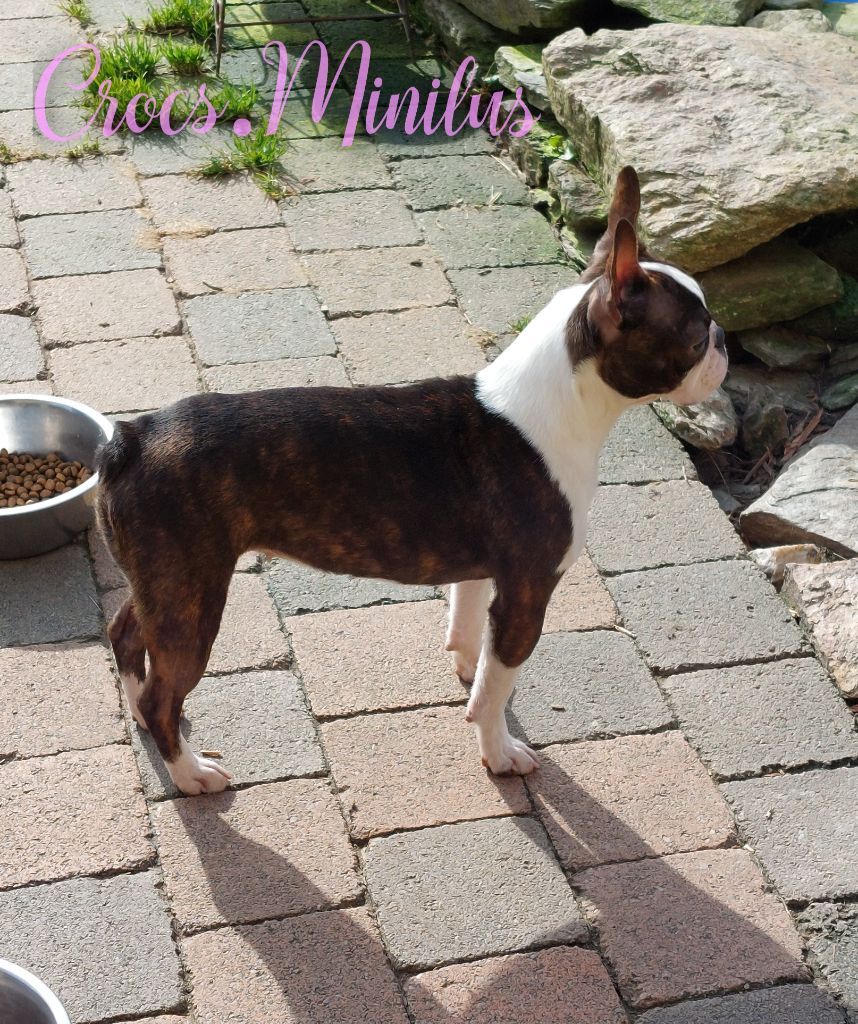 Veni vidi vici de Crocs Minilus