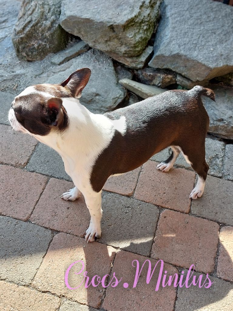 Veritas facit legem de Crocs Minilus