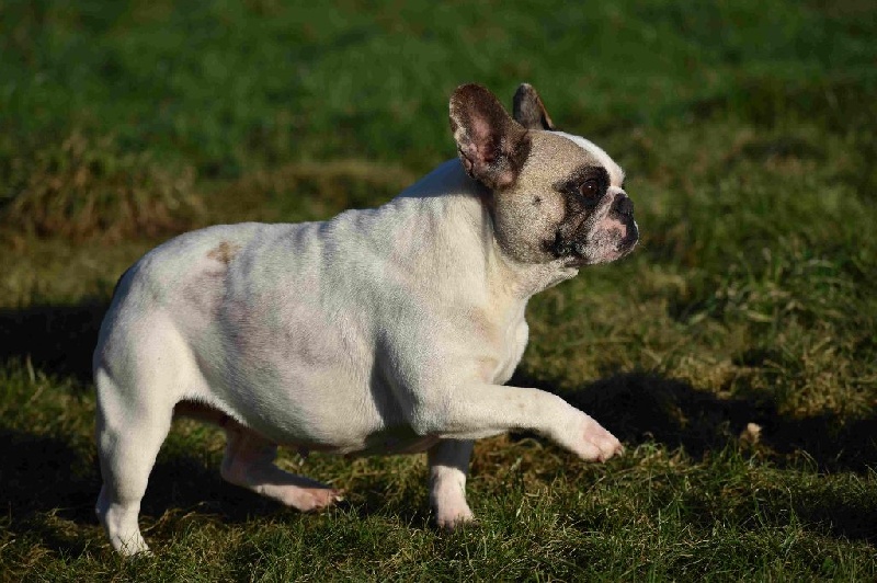 Publication : de Crocs Minilus Auteur : AC