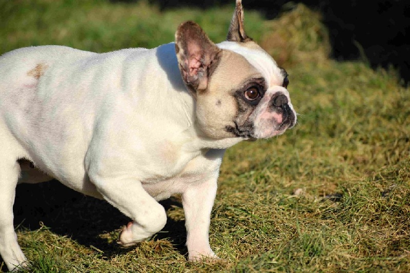 Publication : de Crocs Minilus Auteur : AC