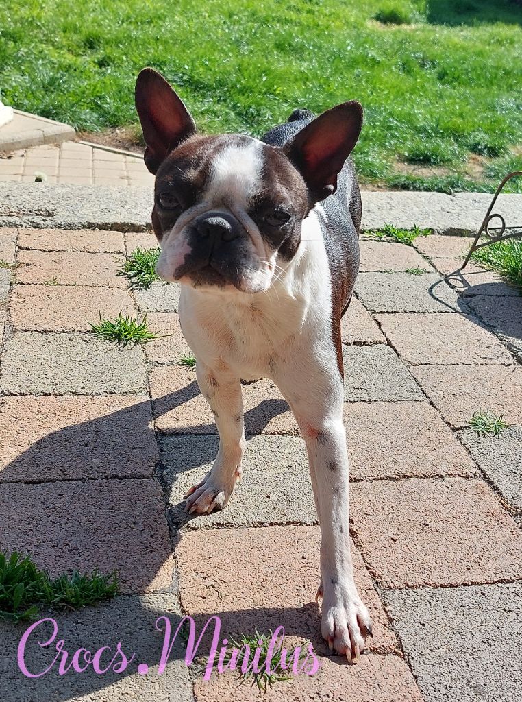 Veritas facit legem de Crocs Minilus