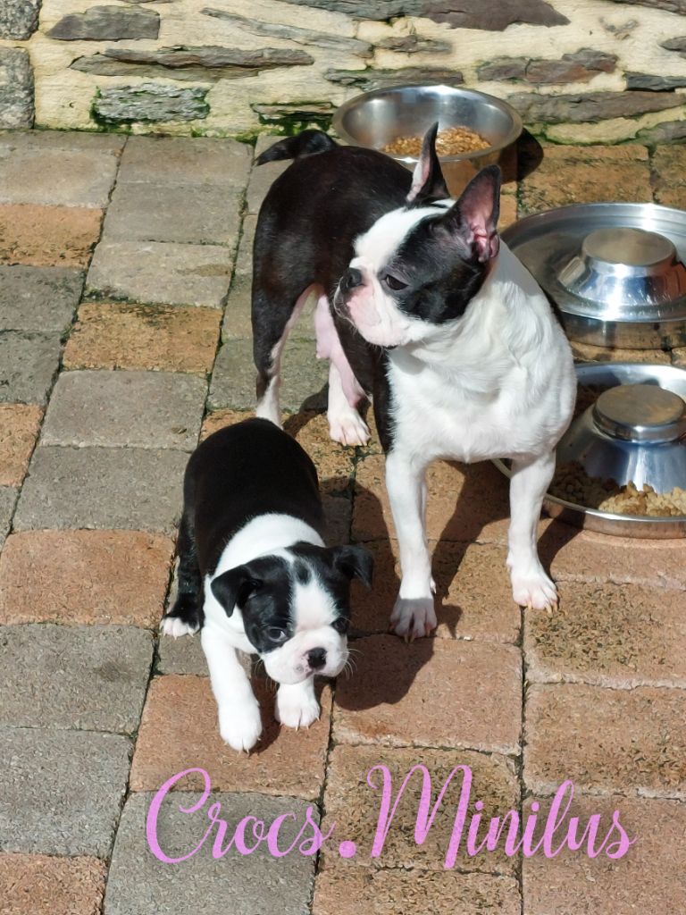 Alea jacta est de Crocs Minilus