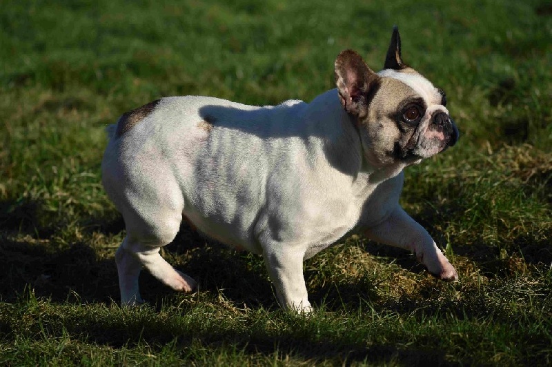 Publication : de Crocs Minilus Auteur : AC