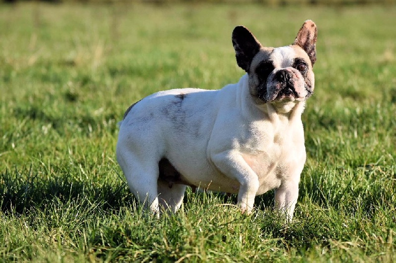 Publication : de Crocs Minilus Auteur : AC