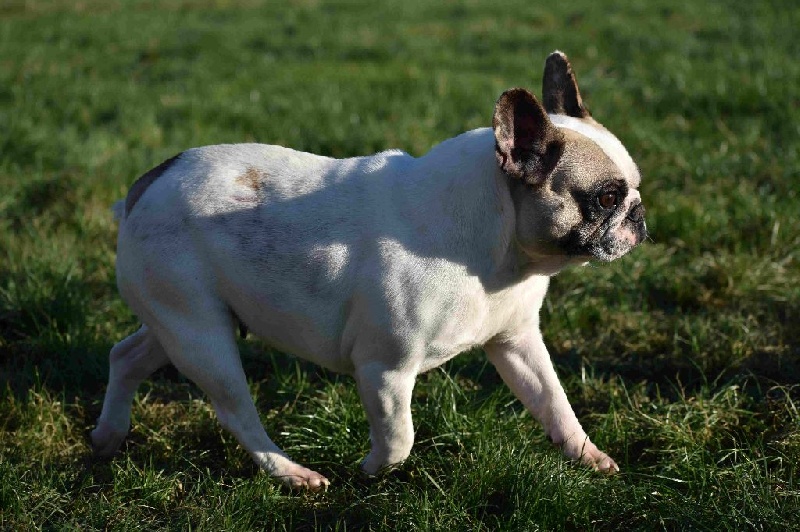 Publication : de Crocs Minilus Auteur : AC