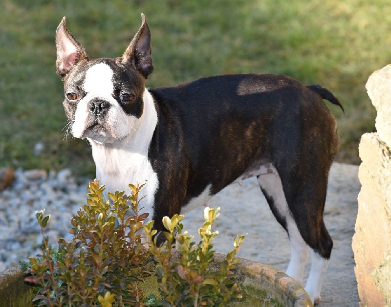 Publication : de Crocs Minilus Auteur : AC