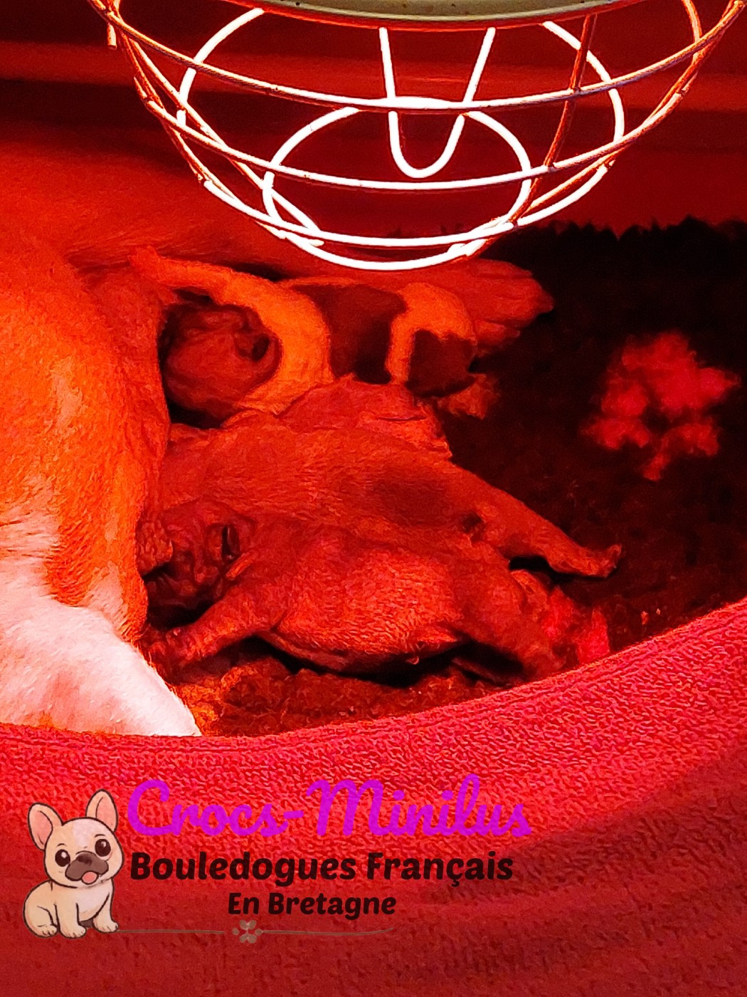 BOY 2 - Bouledogue français