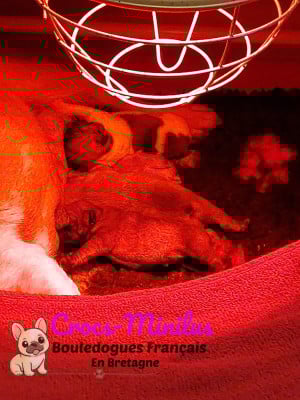 Les chiots de Bouledogue français