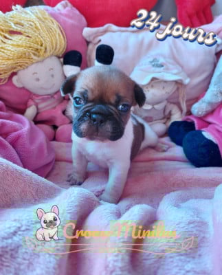 Les chiots de Bouledogue français