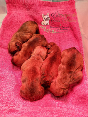 Les chiots de Bouledogue français