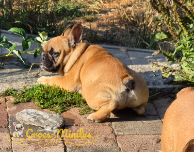 Les chiots de Bouledogue français