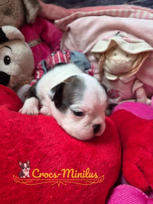 Baby Boy 1 - Boston Terrier