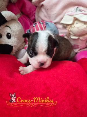 Baby Boy 2 - Boston Terrier