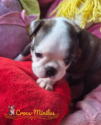 Les chiots de Boston Terrier