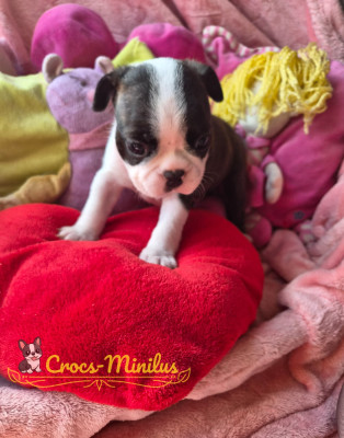 Les chiots de Boston Terrier