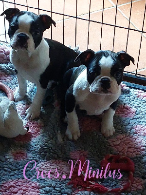 Les chiots de Boston Terrier