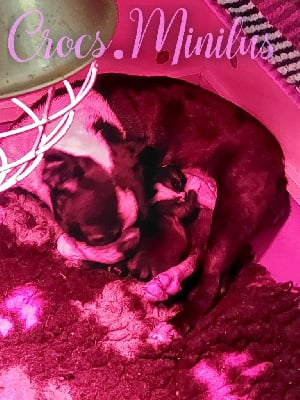 Les chiots de Boston Terrier