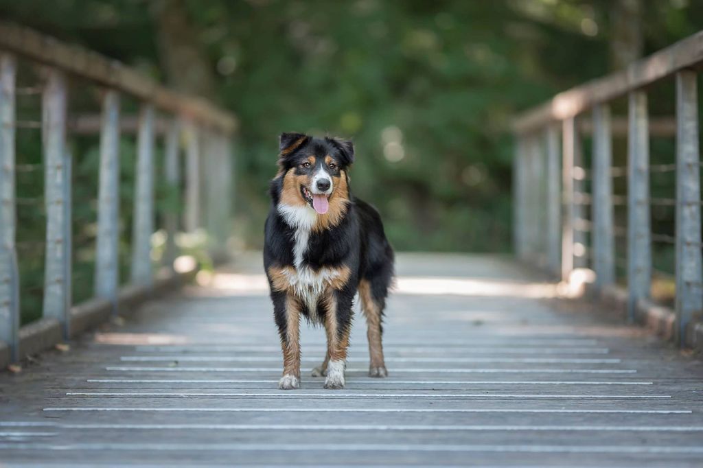 Primfaya echo Kingdom Of Fire