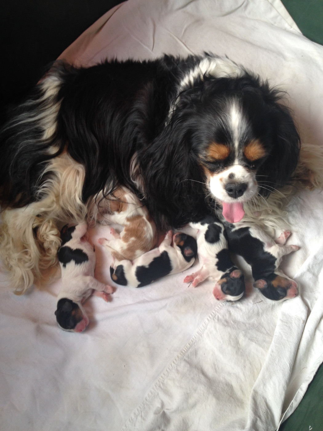 Iris flower De Mayobé
