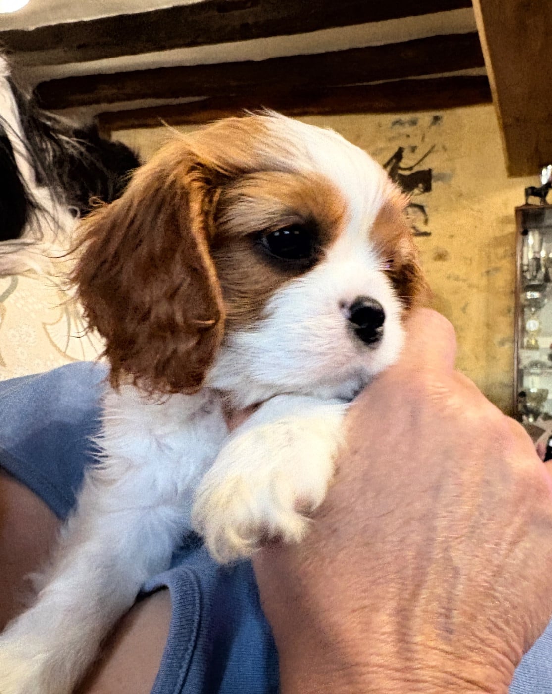 Cavalier King Charles Spaniel - De Toucy Blue