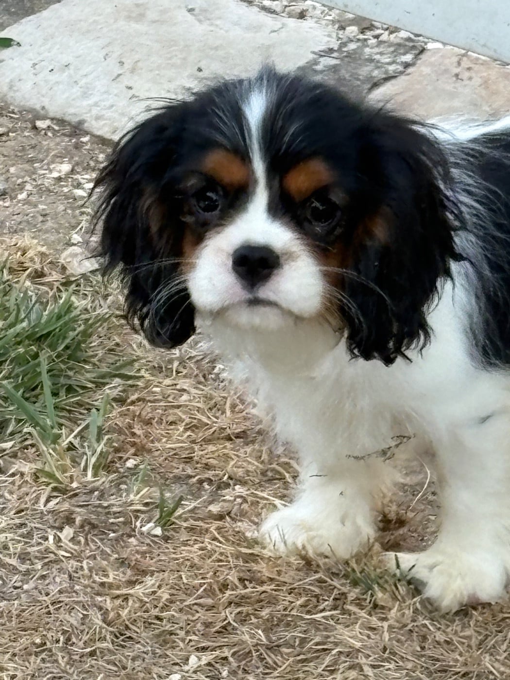 Brownie