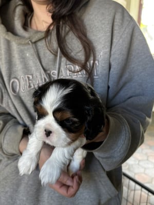 Les chiots de Cavalier King Charles Spaniel