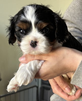 Les chiots de Cavalier King Charles Spaniel