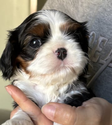 Les chiots de Cavalier King Charles Spaniel