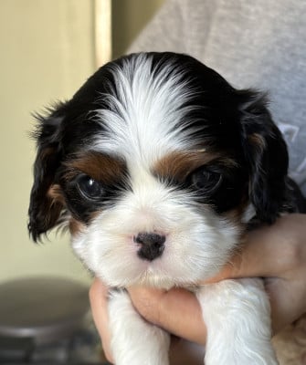 Les chiots de Cavalier King Charles Spaniel