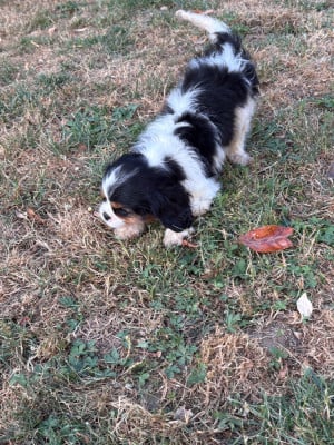 Les chiots de Cavalier King Charles Spaniel