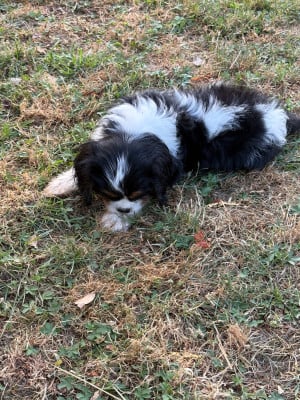 Les chiots de Cavalier King Charles Spaniel