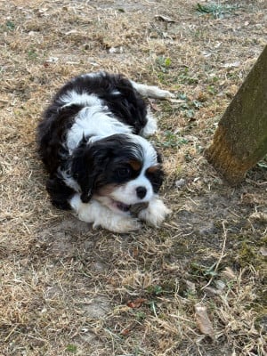 Les chiots de Cavalier King Charles Spaniel
