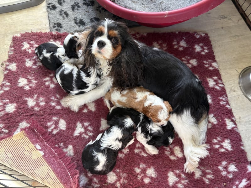Cavalier King Charles Spaniel - De Toucy Blue