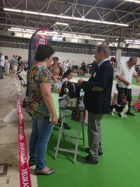 Iris flower De Mayobé - Très bon