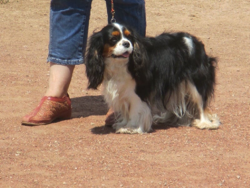 Iris flower De Mayobé - 1 er EXCELLENT classe jeune